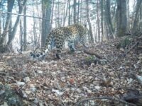 narva i kazanova ukreplyayut poziczii leopardov v ussurijskom zapovednike i primore-lavi-su-173718293500-0