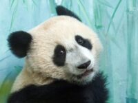 Панда Катюша и ее семья радуют гостей Московского зоопарка 24 декабря panda katyusha i ee semya raduyut gostej moskovskogo zooparka 24 dekabrya-lavi-su-173502957500-0