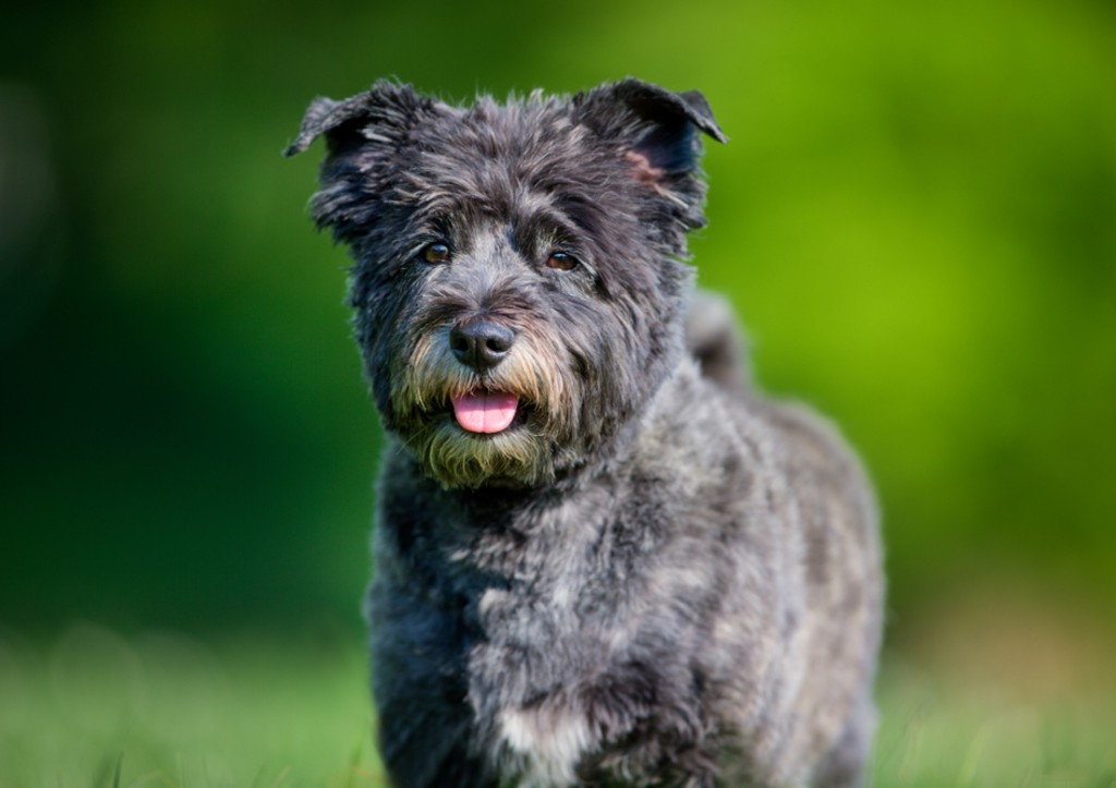 Вы еще стрижете собаку? После этих фактов вы бросите это занятие