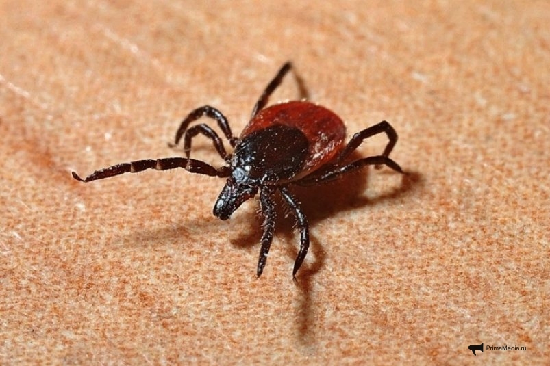 Фото: primamedia.ru