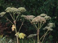 rosselhoznadzor sozdaet biopesticzid protiv borshhevika sosnovskogo k 2025 godu-lavi-su-174489409300-0