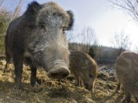 Скоро в московских лесах кабаны встретят долгожданное пополнение skoro v moskovskih lesah kabany vstretyat dolgozhdannoe popolnenie-lavi-su-174402807400-0