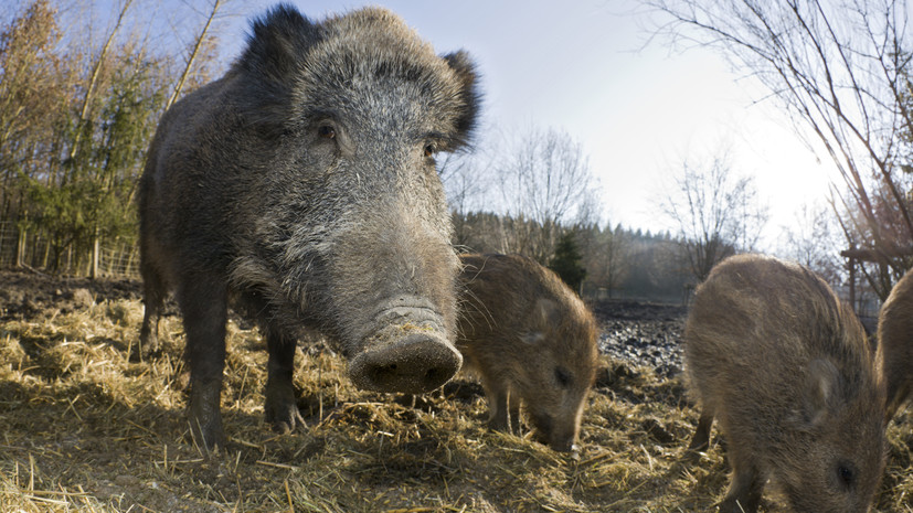 У кабанов в московских лесах скоро появится потомство