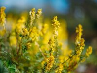 Теплый антициклон принесет в Приморье солнечную погоду после китайского циклона teplyj anticziklon prineset v primore solnechnuyu pogodu posle kitajskogo cziklona-lavi-su-174353968200-0