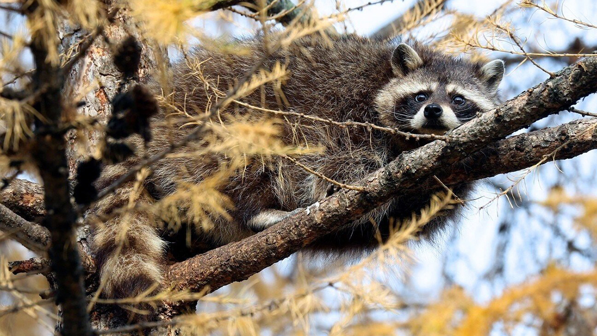 Енот устроил пожар и оставил семью без дома в Сочи