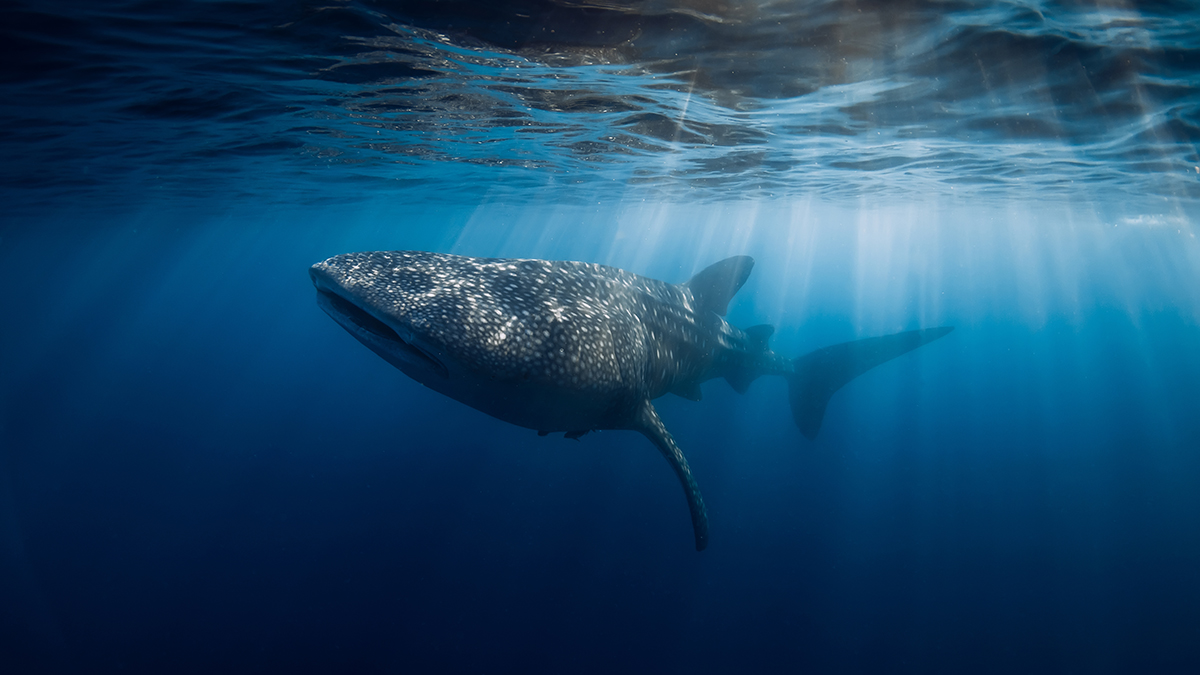 Стала известна личность мужчины, которого растерзали акулы в Израиле