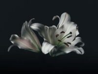 Владимир Путин и Реджеп Тайип Эрдоган поддерживают пострадавших в Карталкая vladimir putin i redzhep tajip erdogan podderzhivayut postradavshih v kartalkaya-lavi-su-173747057500-0