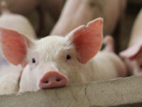 Fattening,Pigs,On,A,Large,Commercial,Breeding,Pig,Are,Looking