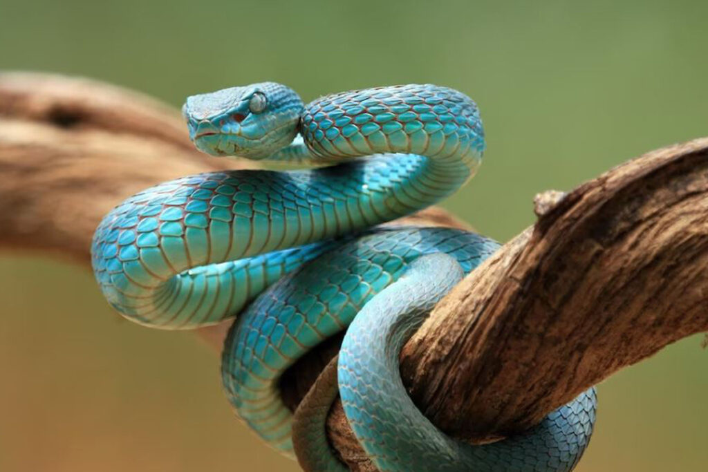 Змея на ветке