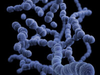 Бирмингемский университет разработал новую стратегию против E. coli birmingemskij universitet razrabotal novuyu strategiyu protiv -lavi-su-174653136500-0