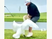 donald tramp i stiv uitkoff okazalis v czentre skandala s atakuyushhim lebedem-lavi-su-174820326200-0