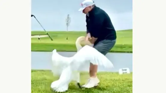 Трамп показал фото Уиткоффа, на котором лебедь кусает его между ног