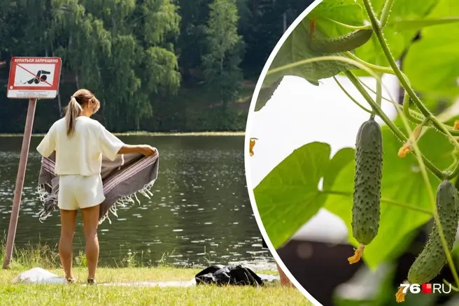 В такую погоду хорошо растут огурцы, редиска и морковь | Источник: Дмитрий Толстошеев / MSK1.RU, Кирилл Поверинов / 76.RU