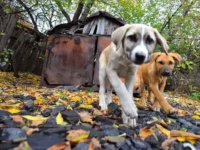 Госдума и Вячеслав Володин создают систему защиты от бездомных животных gosduma i vyacheslav volodin sozdayut sistemu zashhity ot bezdomnyh zhivotnyh-lavi-su-174709087900-0