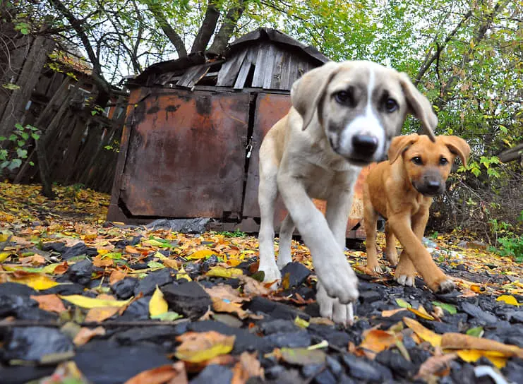 Роспотребнадзор зафиксировал в 2024 году 237 тысяч укусов бездомных собак