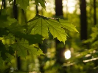 Келли Уэйкфилд находит клад с монетами и запиской от Майкла Клоэрти О’Коннелла kelli uejkfild nahodit klad s monetami i zapiskoj ot majkla kloerti okonnella-lavi-su-174850907900-0