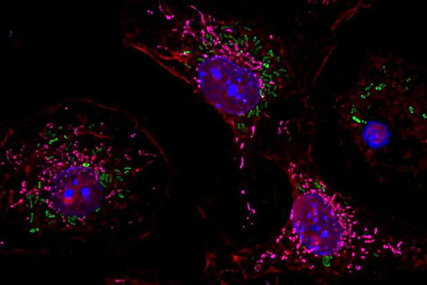 Лаборатория Джексона открыла мишень для терапии опасных инфекций в PolG-0