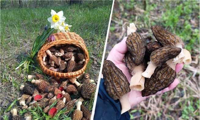 Подмосковные грибники показали, как выносят из леса целые корзины сморчков | Источник: Анастасия Давыдова / Светлана Семенишина / Грибы в Подмосковье 2025 / VK.com
