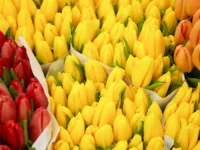 moskva otmechaet leto yarkimi kraskami na festivale sady i czvety i rybnoj nedele-lavi-su-174834473100-0