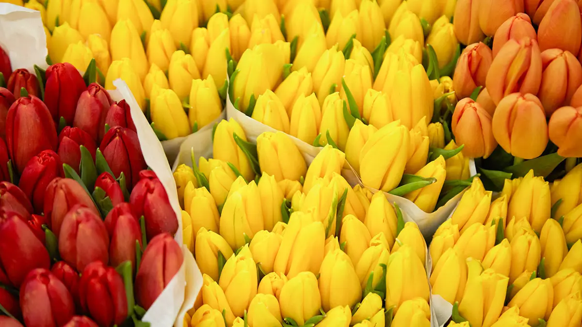 Фестиваль «Сады и цветы» преобразит улицы, бульвары и набережные Москвы