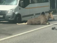 На Егорьевском шоссе в Донино произошла необычная история с лосем и Светланой Акуловой na egorevskom shosse v donino proizoshla neobychnaya istoriya s losem i svetlanoj akulovoj-lavi-su-174833456800-0