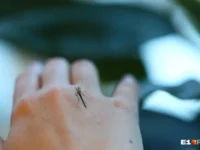 na shrilanke nablyudaetsya lihoradka chikungunya  mnenie nikolaya kryuchkova i sovety rospotrebnadzora-lavi-su-174837539300-0