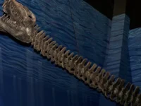 Сенсационные открытия эласмозавра Traskasaura sandrae на острове Ванкувер sensaczionnye otkrytiya elasmozavra na ostrove vankuver-lavi-su-174800196700-0