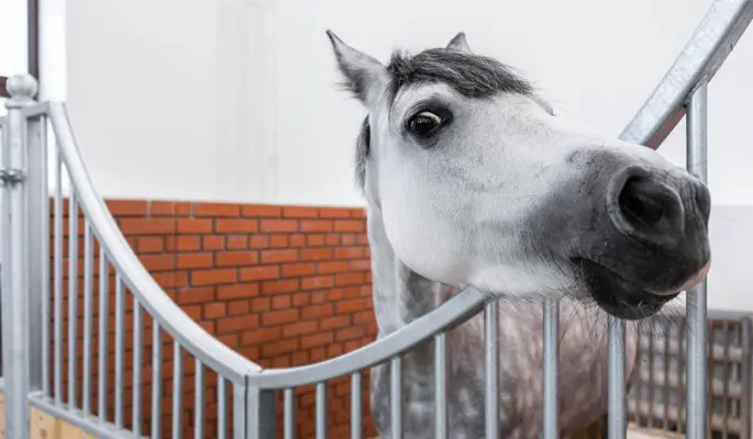 Москвичей приглашают на День лошади на ВДНХ