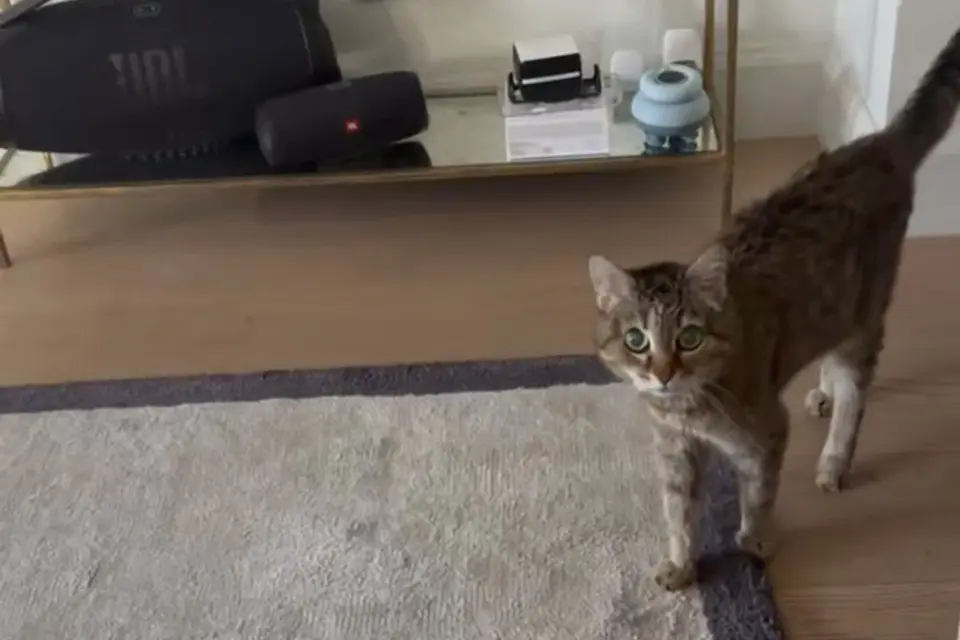 Блогер Боня посоветовала делать комплименты своим питомцам, чтобы они долго жили