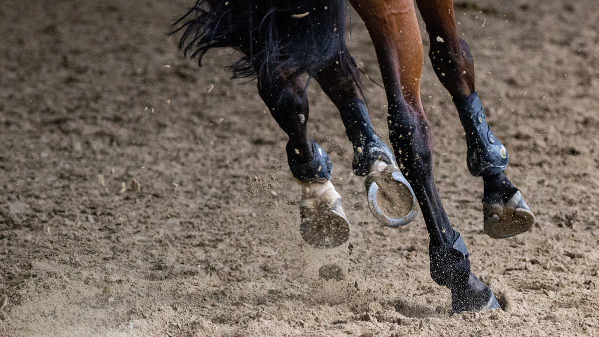 «Отвечать придется»: в Госдуме призвали наказать избивших лошадь учениц школы