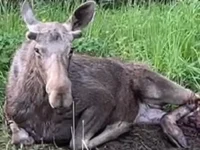 Жители Княжьего Озера обратились в Охотнадзор и РЖД ради спасения лося zhiteli knyazhego ozera obratilis v ohotnadzor i rzhd radi spaseniya losya-lavi-su-174766790600-0