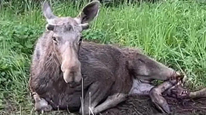 «Дана лицензия на отстрел»: как жители Подмосковья пытаются спасти сбитого лося