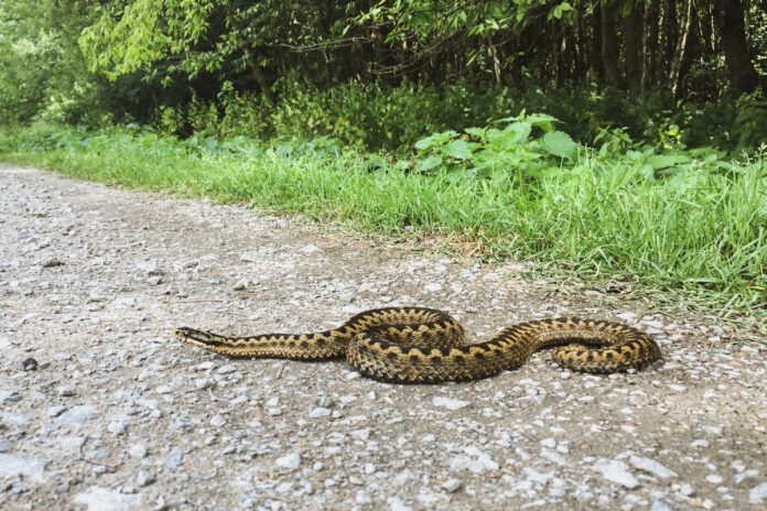 змея на дороге