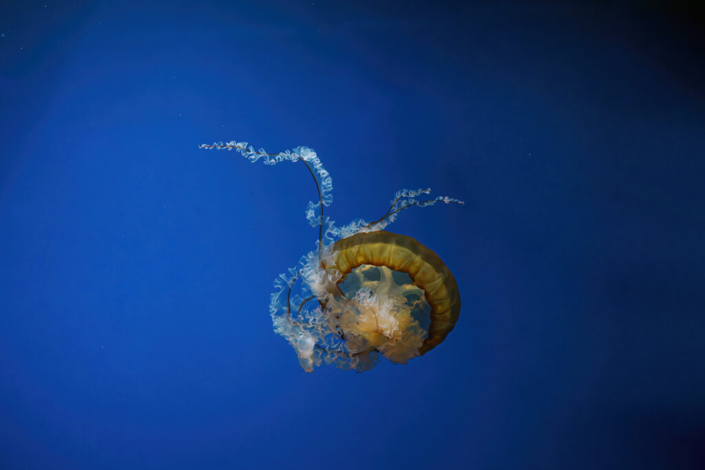 бессмертная медуза в воде