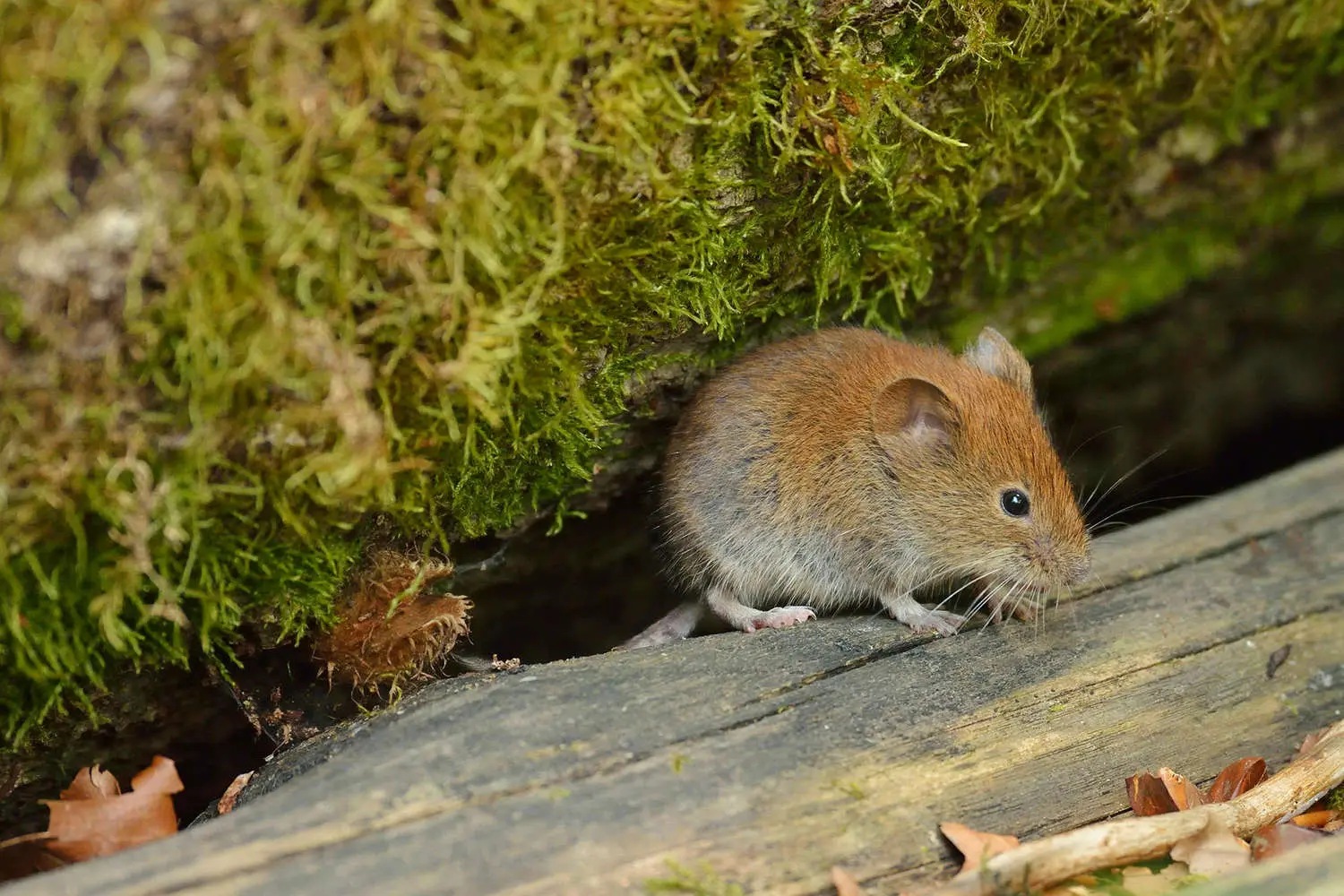 Фонд «Озеро Байкал» и МСОП обогащают природу Байкала с помощью ольхонской полевки-0