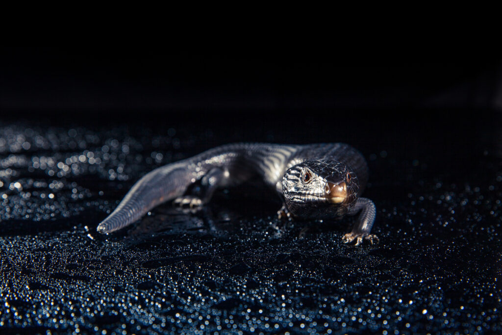 иберийский ребристый тритон