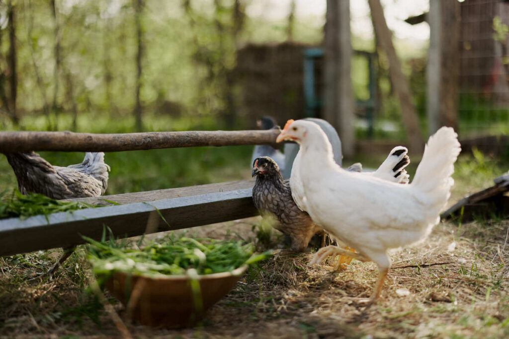 Куры в загоне