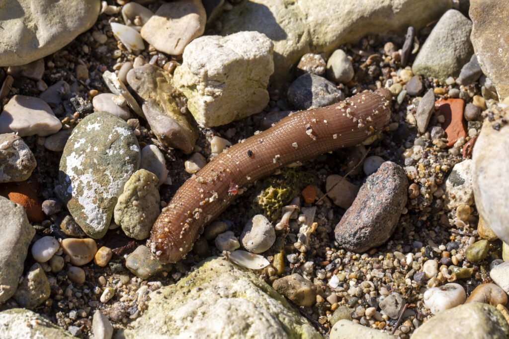 морской огурец