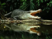 Уроки для будущего на примере происшествия с крокодилом в Индонезии uroki dlya budushhego na primere proisshestviya s krokodilom v indonezii-lavi-su-174891656600-0