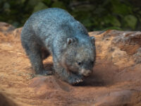 Животные с удивительными биологическими особенностями вомбат роет землю