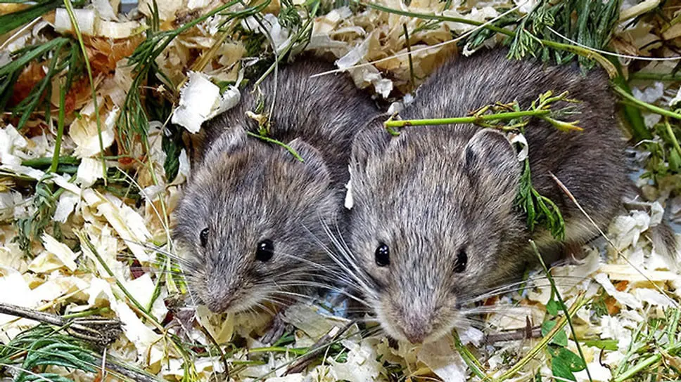 Ольлхонская полевка