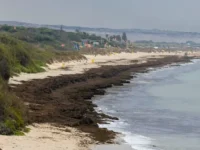 Эффективные решения для борьбы с Rugulopteryx okamurae в Кадисе и Андалусии effektivnye resheniya dlya borby s v kadise i andalusii-lavi-su-0