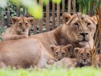 История львицы Джины и реакция PETA на позитивные перемены в зоопарке Кёльна istoriya lviczy dzhiny i reakcziya na pozitivnye peremeny v zooparke kyolna-lavi-su-0