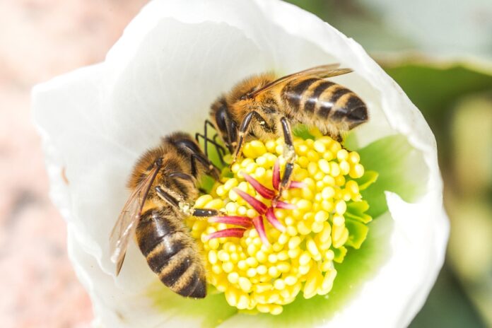 Пчелы в цветке