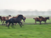 Скачущие лошади на пастбище