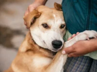 sobaki umeyut smotret televizor i ponimat syuzhet soobshhaet obernskij universitet-lavi-su-0