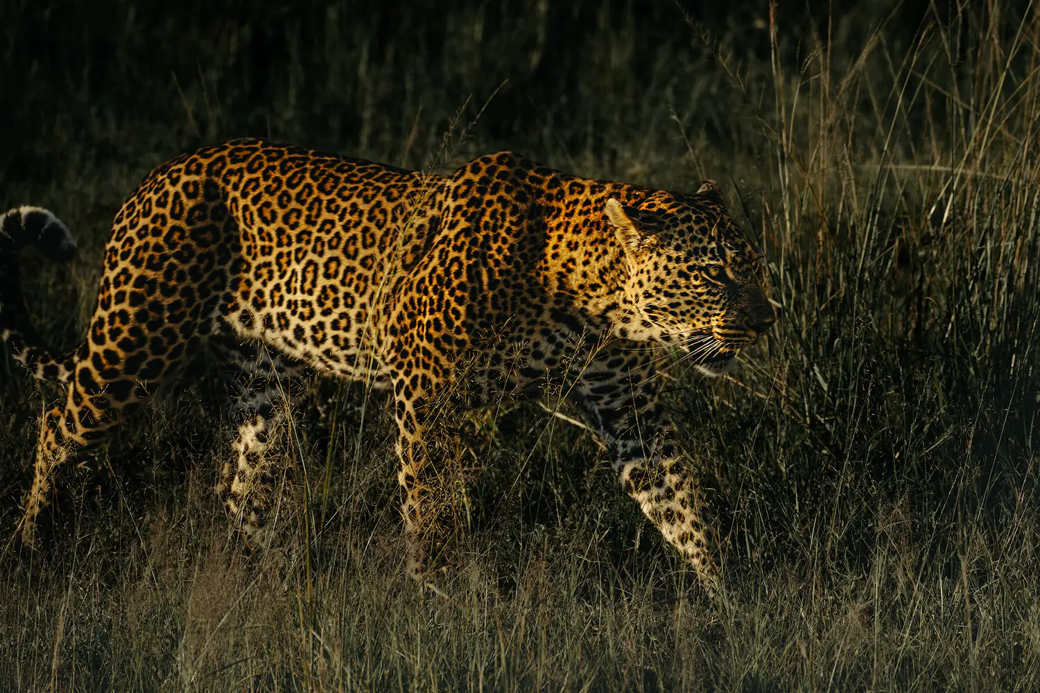 Трагедия в Бижноре. Гибель Маянка и действия Раджкумара Сингха по защите-0