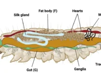 universiteta brendona zapuskaet pererabotku polietilena-lavi-su-0
