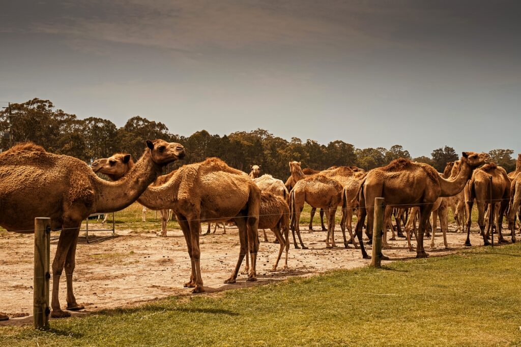 Верблюды на ферме