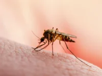 anatolij altshtejn iz nicz im gamalei rasskazal o sposobah zashhity ot lihoradki chikungunya-lavi-su-0